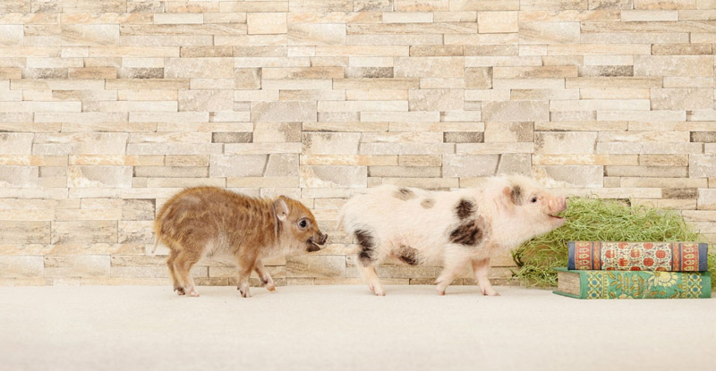 image mini cerdos en Japon ikigai 4